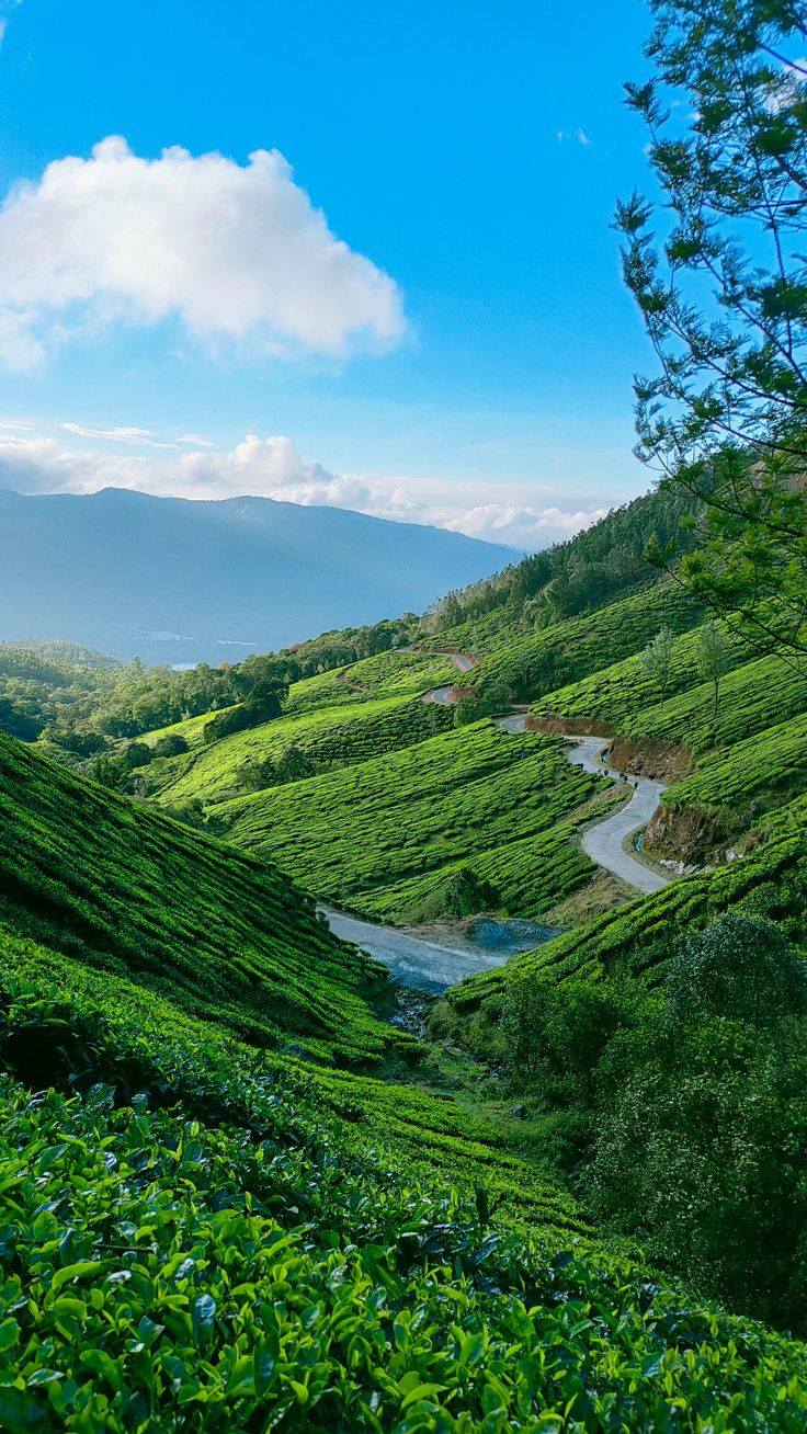 Day 2: Full Day Munnar Excursion