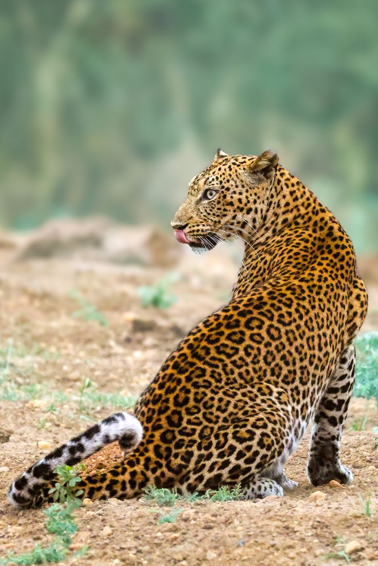 Day 2: Full Day Munnar Excursion