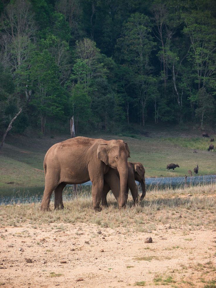 Day 3: Drive from Munnar to Thekkady
