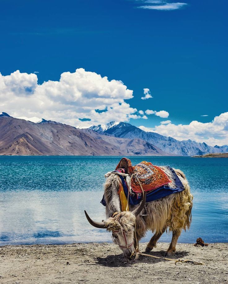 Pangong Lake - Leh