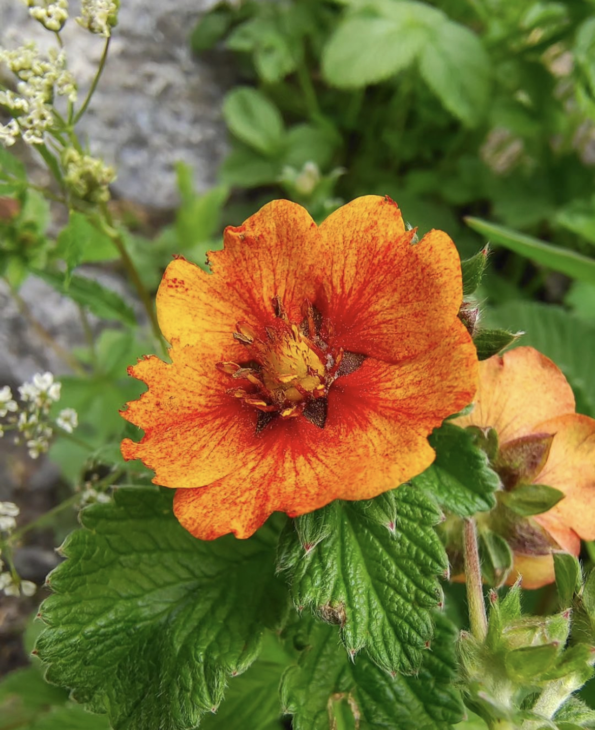 Ghangaria to Hemkund Sahi | Back to Ghangaria