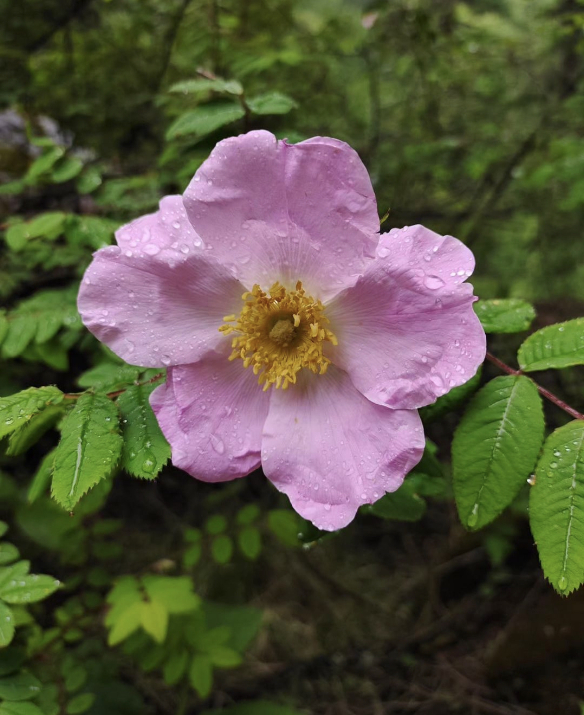 Ghangaria to Pulna| Drive to Joshimath/Pipalkoti (22 KMS, 1 HOUR DRIVE)