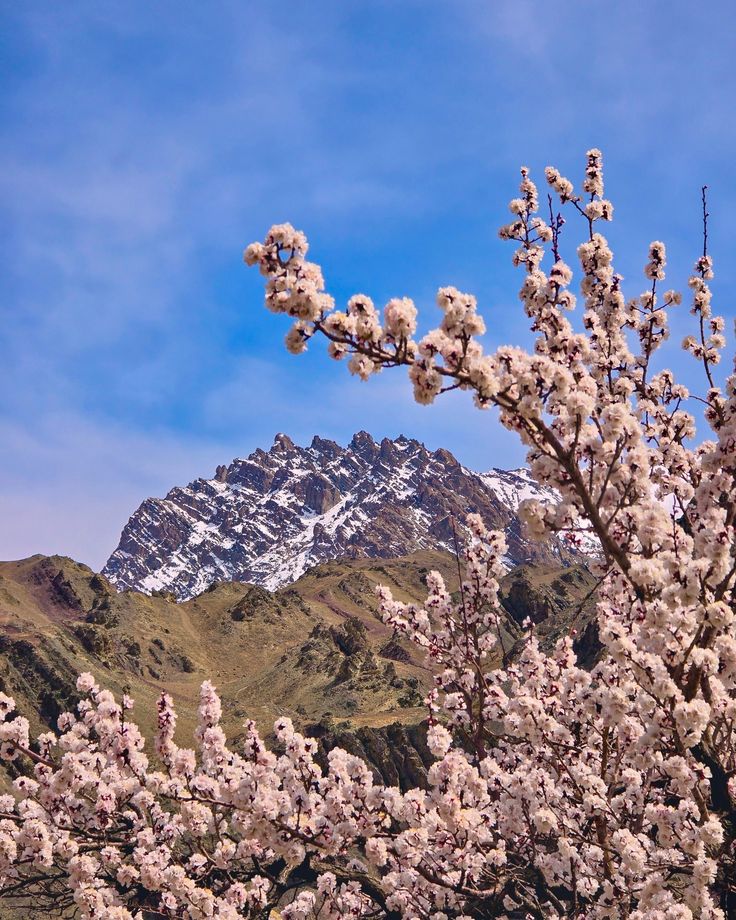 LEH 03 N + NUBRA 01 N + PANGONG 01N + TSOMORIRI 01N TOUR PACKAGE image