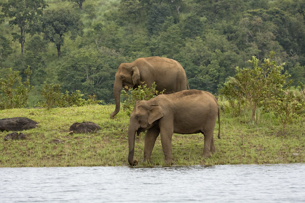 MUNNAR 02N + THEKKADY 01 TOUR PACKAGE image