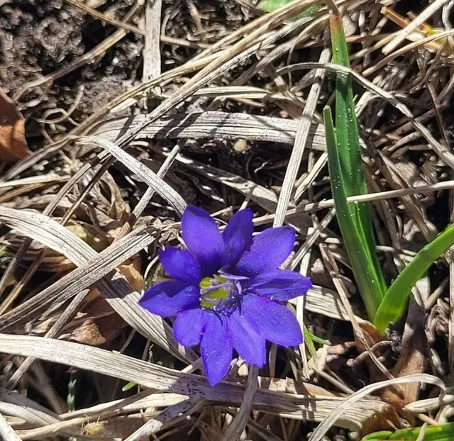 Phulara Ridge Trek - A Unique Himalayan Ridge Walk in Uttarakhand image