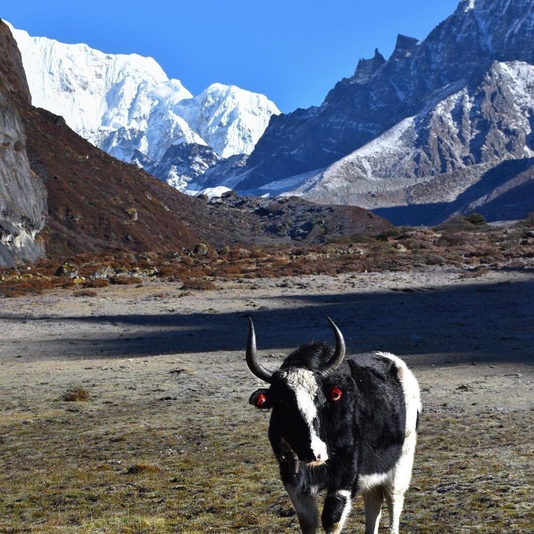 GANGTOK 03 N + LACHEN 01 N + LACHUNG 01 + DARJEELING 02 N TOUR PACKAGE image